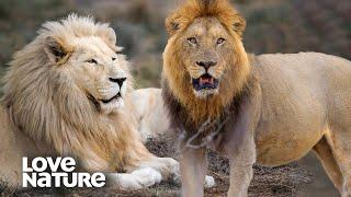 White Lion Pride Prepares for Battle Against Nomad Male | Love Nature