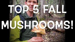 5 Edible Mushrooms every Forager should know.