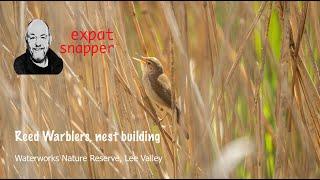 Reed Warblers, nest building