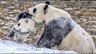 Do you know how pandas play in the snow?  Panda Funny Moment Videos  Panda Video Compilation