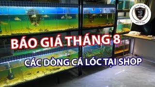 Update giá cá lóc cảnh tại Lóc Việt Minh Trí tháng 8 2022