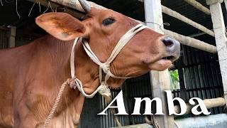 Eleven Cute Cow Videos With Real Cow Sound By Tobibul | Learn About Cow, Amba Episode 38