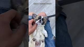 Щенки чихуахуа, питомник Беларусь JudiTeilor