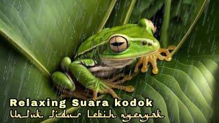 Suara Hujan Dan Katak Bernyanyi (Relaxing Sound Of Rain And Frog Singing)