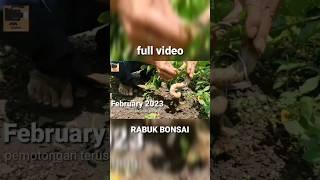 membuat Sancang meliuk dari nol video lengkapnya di rabuk bonsai