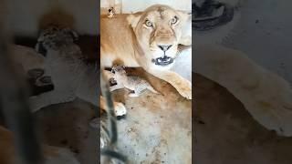 Episode 22:1-day Old Lion Cubs Playing with Their Mom 