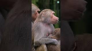 The Life of Baboons: A Fascinating Survival Journey