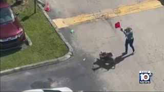 Video shows woman stop dog attack in Miami
