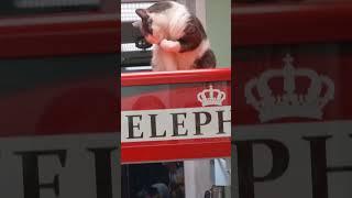 Главная игрушка уже вылезла)) #кот#животные