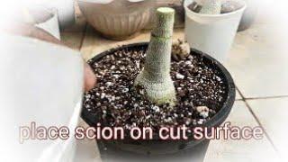 flat grafting method  in ADENIUM (desert rose ) plant  .