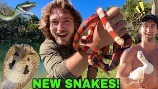 New VENOMOUS Snakes! with @TooTurntTony