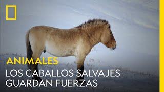 Los últimos caballos salvajes guardan fuerzas en invierno | NATIONAL GEOGRAPHIC ESPAÑA