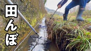 田んぼ横で眠る魚