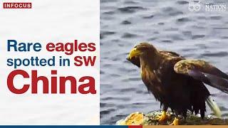 Rare eagles spotted in SW China | The Nation Thailand