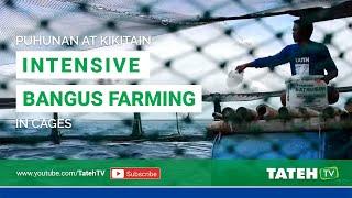 PUHUNAN AT KIKITAIN: Intensive Bangus Farming in Cages I  Tateh TV  EP 103