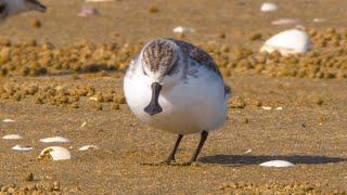 2 Rare Spoon billed sandpipers! Among Thousands of Shore birds