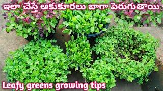 Grow Leafy vegetables successfully by following these tips |Leafy greens growing tips