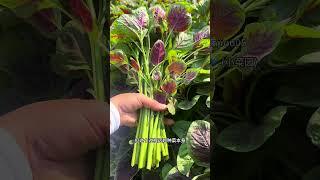 自己种菜的好处有很多:能看能吃，又解压