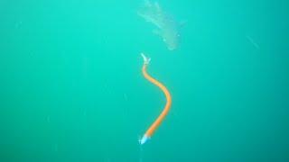 Tube & Worm Fishing For Striped Bass and Bluefish - Rhode Island Kayak Fishing