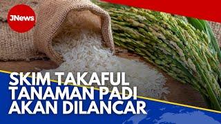 JNews | Skim Takaful Tanaman Padi Bakal Diperkenal