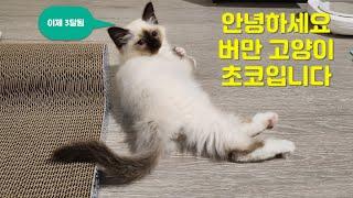 안녕하세요 버만 고양이 초코입니다 이제 세달 됐어요!