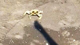 Crab Fights Man's Shadow