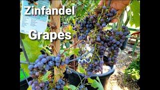 My ZINFANDEL GRAPES in a 3gal Container is BURSTING with FRUITS