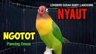 Suara Burung Lovebird Ngekek Panjang, Tampil NGOTOT memancing Emosi lovebird  SUSAH BUNYI Jadi GACOR