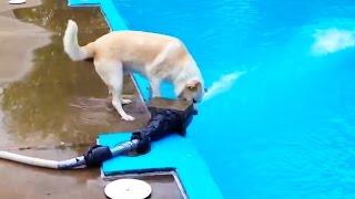 DOG LOGIC  Funny Dogs Video [Funny Pets]