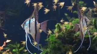 Pterophyllum scalare Rio Nanay - Angelfish Rio Nanay juveniles