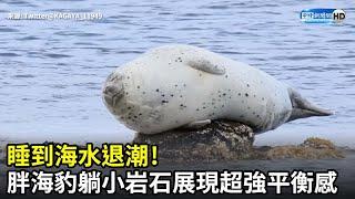 睡到海水退潮！胖海豹「躺小岩石」展現超強平衡感 @ChinaTimes