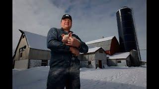 Ottawa Pig Farmers Worry About Trump Tariffs