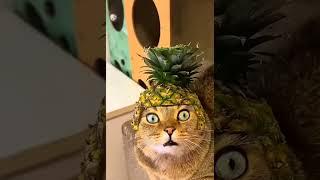 Gatto Ananas King (Montevecchi)