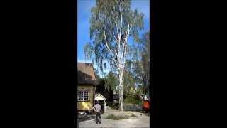 Tree Surgeons in Essex felling a tree