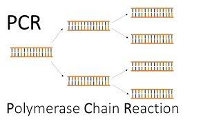 PCR - Polymerase Chain Reaction