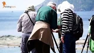 Vogelbeobachtung Sardinien: Der kleinste Kontinent