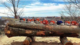 Big chainsaws in big wood - 2024 edition (Stihl MS 881, MS 880, 088, 084, Husqvarna 3120xp & G888)