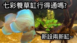 再次挑戰水草缸養七彩! 新設兩新魚缸! | 水族系列