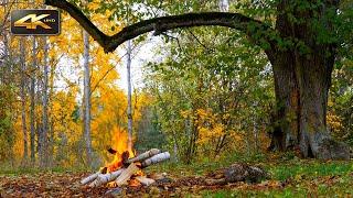 Autumn Ambiance - Crackling Campfire & Birdsong in Colorful Nature