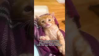 Grandma Brings Home A Rescue Kitten | The Dodo