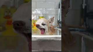  #dogbath #dogbathroutine #chihuahuabathweek tiktok chihuahuacedricofficial