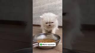 5 причин выйти замуж за Лёшу. Прикол. #tiktok #shorts