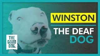 Find better answers for a deaf dog | Winston | The Good Dog Training