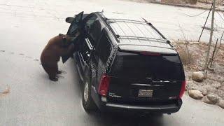 Bear Shuts Itself Inside SUV || ViralHog