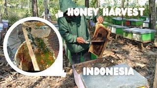 harvesting 200 kg of honey full process from beehive  