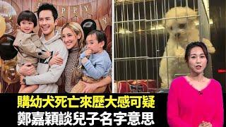 東張西望｜狗舍購幼犬死亡來歷大感可疑｜胡鴻鈞出院親談康復情況｜鄭嘉穎暢談兒子取名承悅意思｜朱凱婷 陳庭欣 區永權 朱智賢