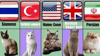 All Cats Breeds A-Z With Their Location Of Origin