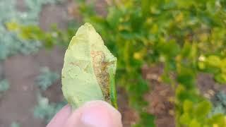 Intercrop with lemon in my farmer: lemon farming in Punjab