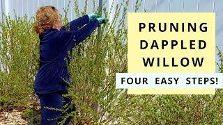 Pruning Dappled Willow in Four Easy Steps (Salix Hakuro Nishiki)