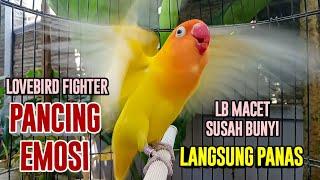 Lovebird Gacor Ngekek Panjang FIGHTER MANTAB, Baru Saja Di Putar LABET Manapun GAK BAKAL MAU DIAM